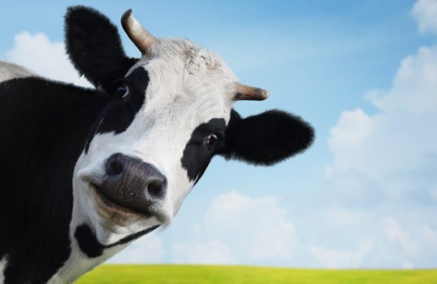 cow