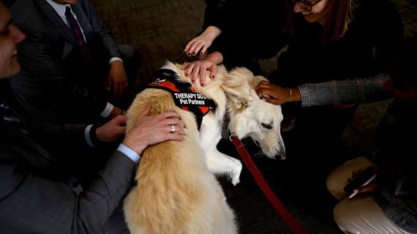therapy-dogs-washington-04-gty-jc-191113_hpMain_16x9_608