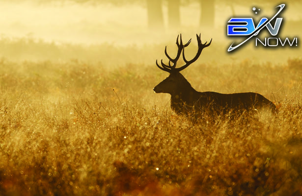 Fewer Hunters, Less Wildlife: Hunting Decline Endangers Wildlife Preservation Funding