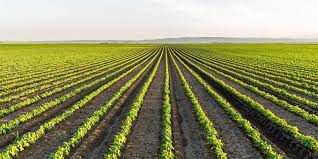 crops-6b499154