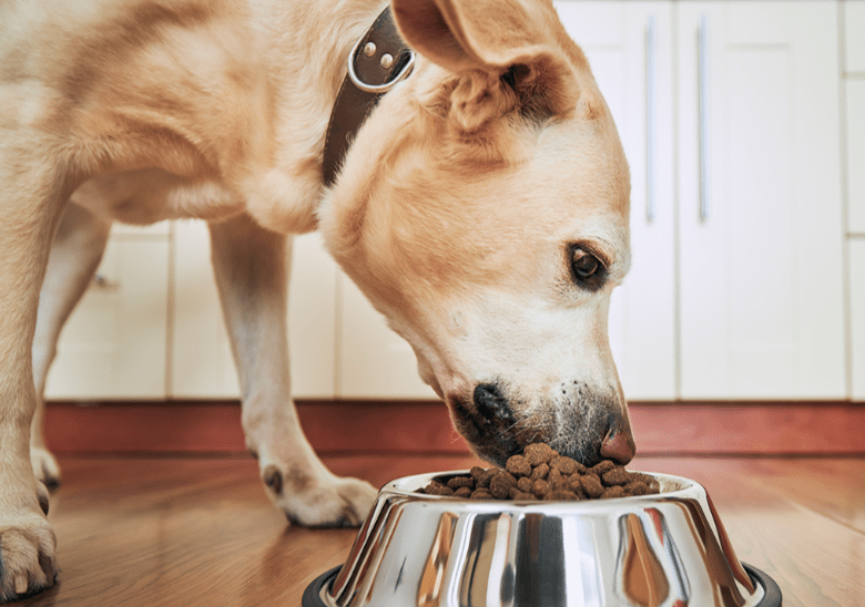 Dog eating-4b64f39e