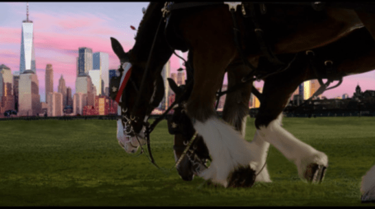 Budweiser Clydesdales honoring 9-11-12a694c7
